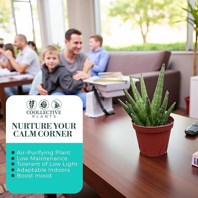 CoollectivePlants Sansevieria Hedgehog – Live Snake Plant in 4" Growers Pot - Compact Spiky Foliage, Easy Care Indoor Houseplant