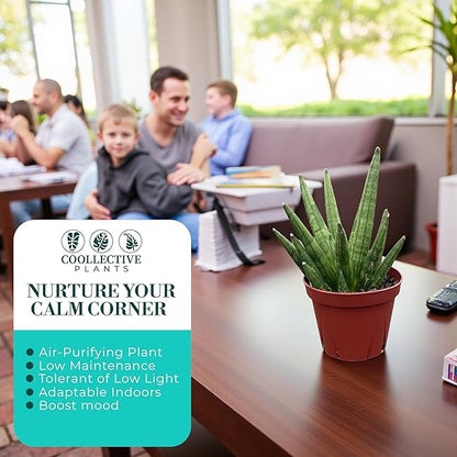 CoollectivePlants Sansevieria Pagoda Green – Live Snake Plant in 4″ Grower’s Pot, Layered Foliage, Easy Care Indoor Houseplant - Includes UniHeat Pack for Winter Protection