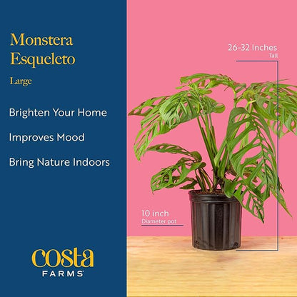 Costa Farms Monstera Esqueleto Live Plant | 2-3 Feet Tall | Large Tropical Houseplant in 10-Inch Plant Pot | Gift for Housewarming, Birthday | Perfect Decor for Home, Office, and Room