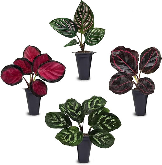 Calathea Collection (4 Pack) Live Plants – Stunning Foliage Prayer Plants Like Orbifolia, Rose Painted, White Star & Dottie – Easy Indoor Tropical Plants – Pet Friendly – Natural Air Purifiers