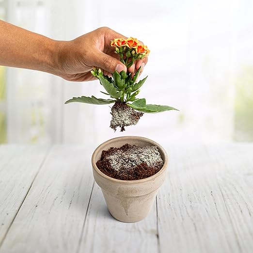 Myco Bliss Powder (1lb) - Mycorrhizal Fungi for Soil - 5 Strain Mycorrhizal Inoculant with 1000 Propagules Per Gram - Highly Concentrated Mycorrhizae for Plants, Potting Soil, & Garden Soil