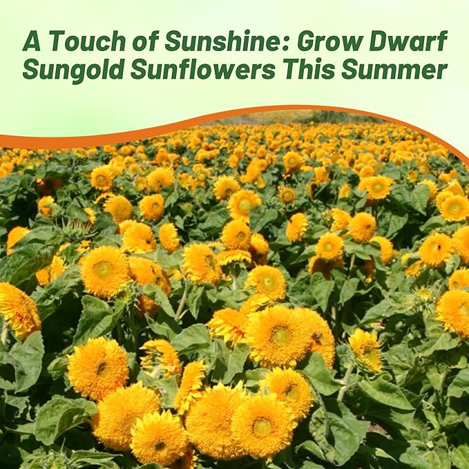 Outsidepride Dwarf Sungold Sunflower Seeds for Planting - 1 Lb. Annual, Easy to Grow Flower Seeds w/Vibrant, Abundant Blooms for Cut Flower Arrangements & Pollinator & Vegetable Gardens