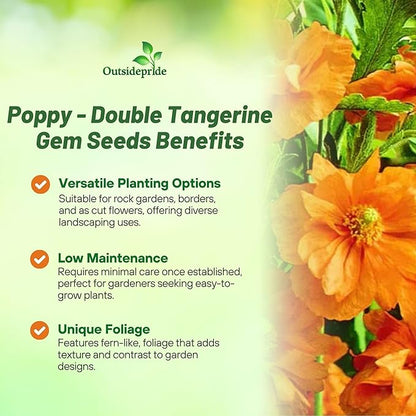 Outsidepride Double Tangerine Gem Poppy Seeds for Planting - 1,000 Pcs Perennial, Drought-Tolerant & Easy to Grow Wildflower Seeds with Vibrant Orange Blooms for Landscaping, & Pollinator Garden