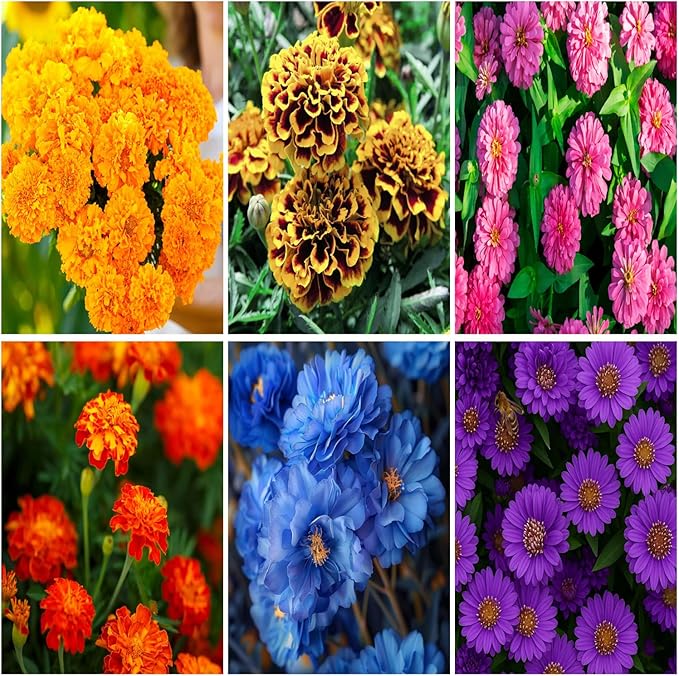 1000+ Marigold Seeds for Planting Seed Outdoors-Marigolds Seeds -Perennial Flower Seed Attracts Bees&Butterflies Fragrant Butterfly Outdoor Garden