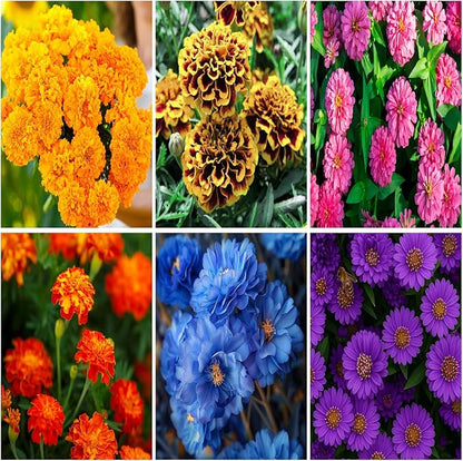 1000+ Marigold Seeds for Planting Seed Outdoors-Marigolds Seeds -Perennial Flower Seed Attracts Bees&Butterflies Fragrant Butterfly Outdoor Garden