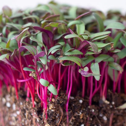 Beet Seeds - Red Round - 5 Lb ~120,000 Seeds - Beta vulgaris - Microgreens Seed - Non-GMO, Heirloom, Open Pollinated, Annual
