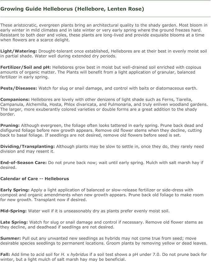 3 Containers of Mixed Lenten Rose/Hellebore in 2.5 Inch Pots- Great for Fall Planting!