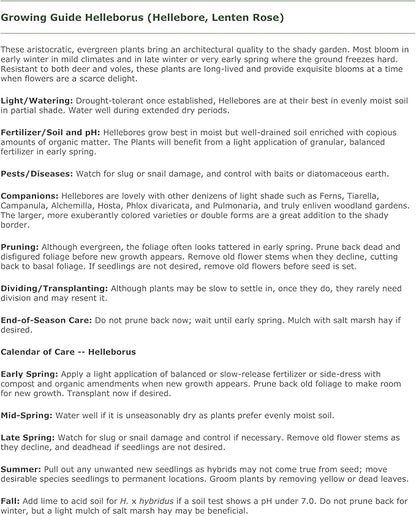 3 Containers of Mixed Lenten Rose/Hellebore in 2.5 Inch Pots- Great for Fall Planting!