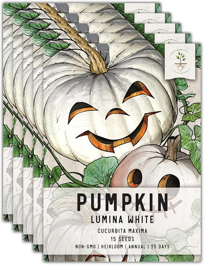 Seed Needs White Pumpkin Seeds for Planting Lumina Pumpkins - Non-GMO Heirloom & Untreated Vegetable Seeds to Plant an Outdoor Pumokin Patch - Perfect for Carving (5 Packs)