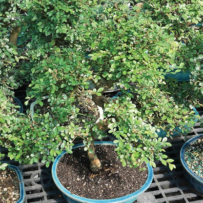 Brussel's Live Chinese Elm Outdoor Bonsai Tree - 15 Years Old; 14" to 18" Tall with Decorative Container