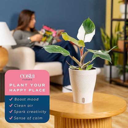 Costa Farms Philodendron White Knight, Rare Unique Live Indoor Plant in 6-Inch Self-Watering Houseplant Pot, Potting Soil, Trending Tropicals Collection, Room and Home Decor