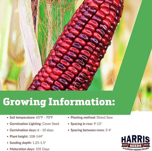 Garden Trends - Ornamental Corn Seeds - Bloody Butcher Variety - Non-GMO Vegetable for Outdoor Planting Home Garden - Blood Red Kernel Color - 100 Seeds