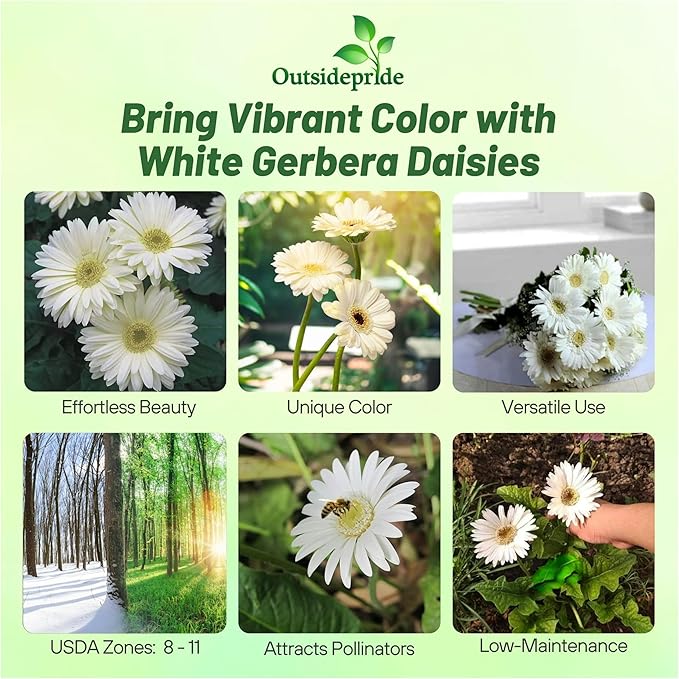 Outsidepride Vanilla Gerbera Seeds - 20 Pcs Perennial, Compact & Low Maintenance, Flower Seeds for Planting w/Vibrant White Blooms, Ideal for Garden Landscaping & Cut Flower Arrangements