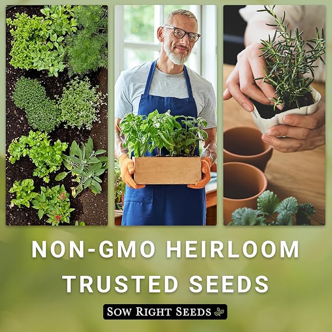 Sow Right Seeds - Bulk Lavender Seeds for Planting - 1.5 Grams, 1500 Seeds - Non-GMO Heirloom Jumbo Pack with Instructions to Grow an Indoor or Outdoor Herb Garden - Grow Loads of Purple Blooms