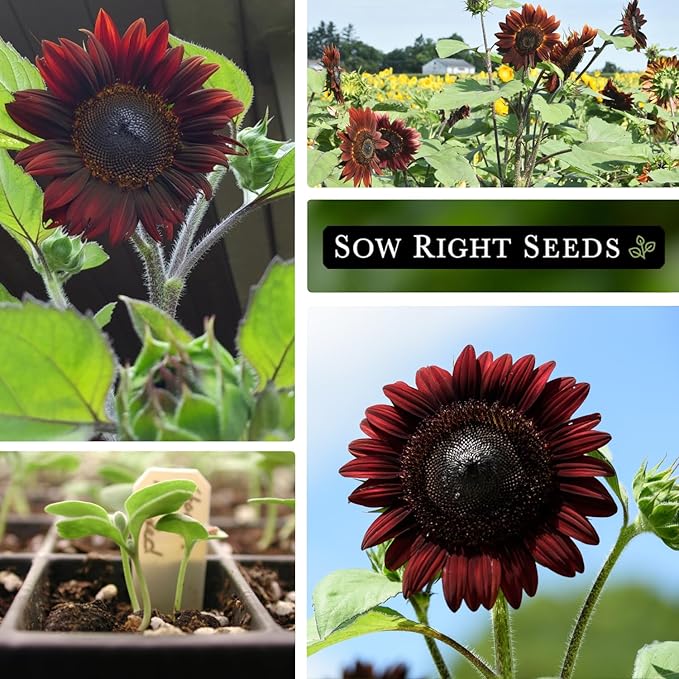 Sow Right Seeds - Chocolate Cherry Sunflower Seeds for Planting - Non-GMO Heirloom Packet with Instructions for Growing - Beautiful Giant Flower - Rare Burgundy and Dark Brown Petals (2)