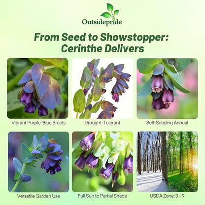 Outsidepride Cerinthe Major Honeywort Seeds - 100 Pcs. Annual, Self-Sowing & Easy to Grow, Flower Seeds for Planting, Vibrant Purple-Blue Tube-Like Blooms for Garden Beds, Borders & Container Displays