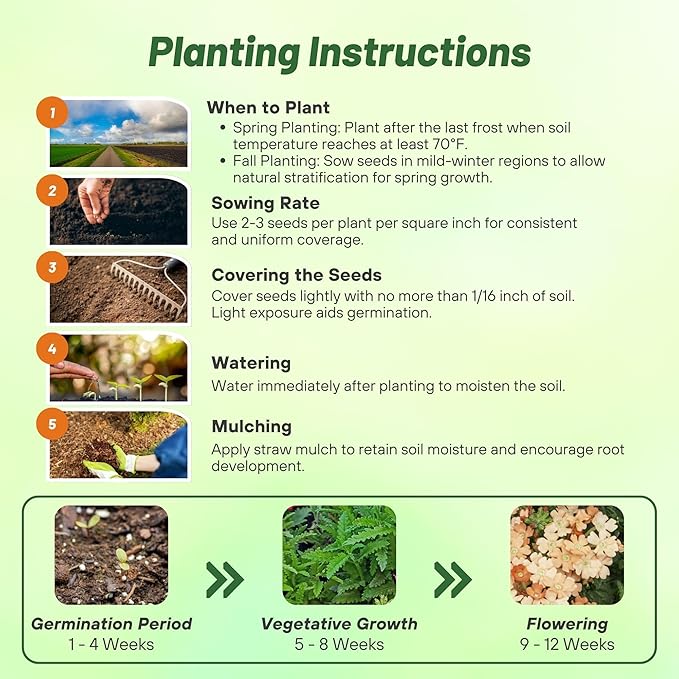 Outsidepride Apricot Verbena Seeds for Planting - 2000 Pcs. Annual, Drought Tolerant & Easy to Grow, Ground Cover with Fragrant & Vibrant Blooms for Window Boxes, Borders & Pollinator Gardens