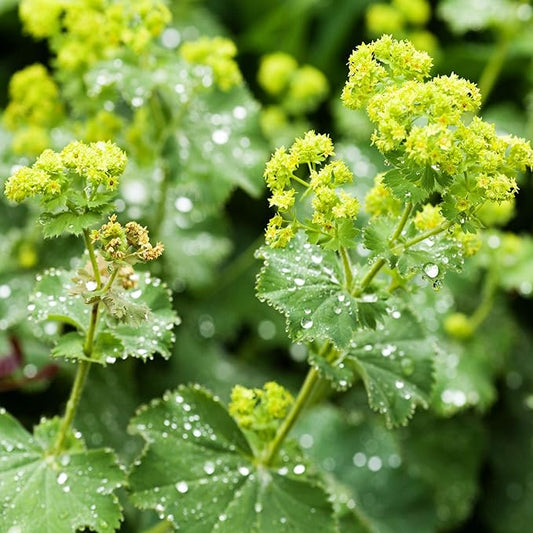 Outsidepride Lady's Mantle Seeds - 2000 Pcs. Perennial, Versatile & Low Maintenance, Flower Seeds for Planting Clustered Yellow Blooms with Velvety Foliage for Cut Flower Bouquets & Pollinator Gardens