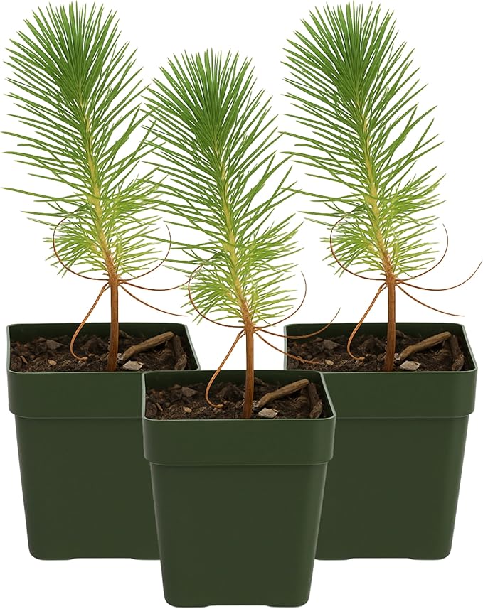 My Shelfie – Pinus eldarica Aleppo Pine (Afghan Pine) Bonsai Starter Tree, 2-Inch Live Evergreen Plant for Outdoor Garden, Zen Landscape, and Bonsai Training (3)