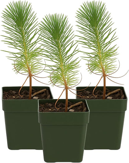 My Shelfie – Pinus eldarica Aleppo Pine (Afghan Pine) Bonsai Starter Tree, 2-Inch Live Evergreen Plant for Outdoor Garden, Zen Landscape, and Bonsai Training (3)