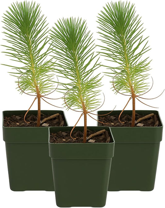 My Shelfie – Pinus eldarica Aleppo Pine (Afghan Pine) Bonsai Starter Tree, 2-Inch Live Evergreen Plant for Outdoor Garden, Zen Landscape, and Bonsai Training (3)