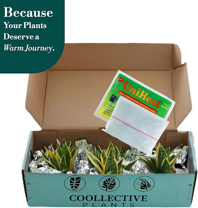 CoollectivePlants Sansevieria Hedgehog – Live Snake Plant in 4″ Grower’s Pot, Compact Spiky Foliage, Easy Care Indoor Houseplant, Includes UniHeat Pack for Winter Protection