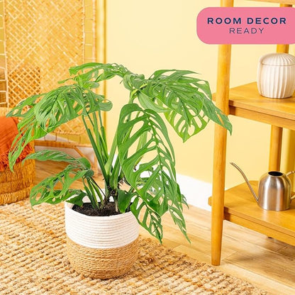 Costa Farms Monstera Esqueleto Live Plant | 2-3 Feet Tall | Large Tropical Houseplant in 10-Inch Plant Pot | Gift for Housewarming, Birthday | Perfect Decor for Home, Office, and Room
