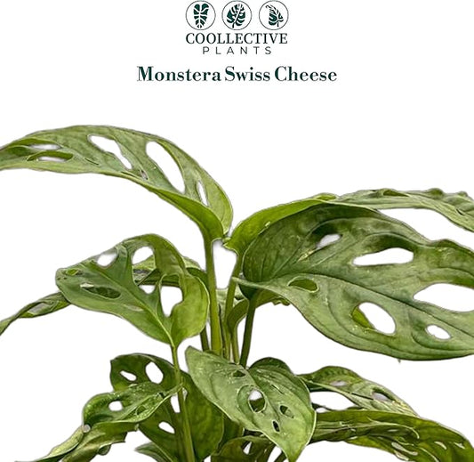 CoollectivePlants Monstera Swiss Cheese – Live Monstera Plant in 6″ Grower’s Pot, Monstera Adansonii Live Plant, Swiss Cheese Plant Indoor House Plants