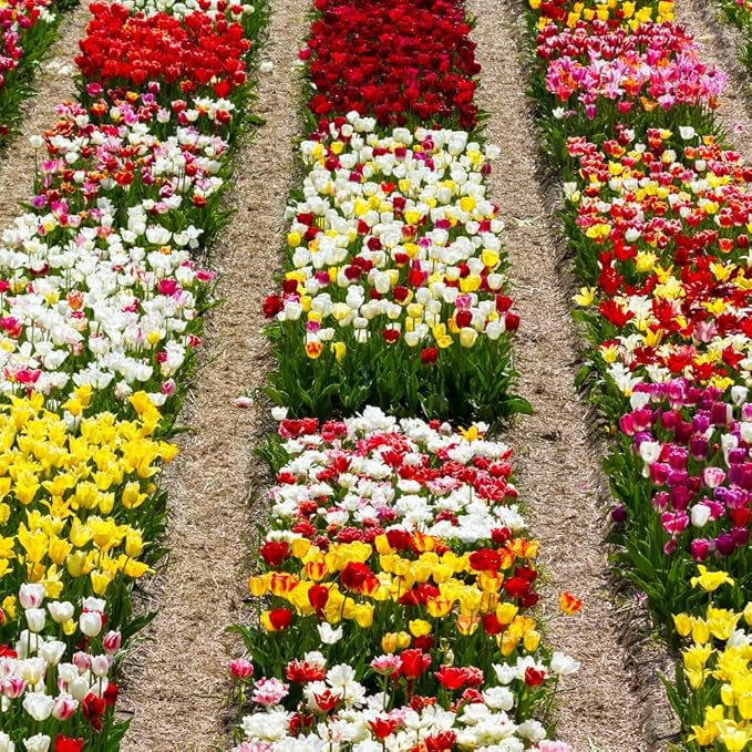 30 Top Size Tulip Bulbs for Fall Planting, Mixed Tulip Flower Bulbs, Bulk Pack of Colorful Tulips for Spring Blooms, Grow Flowerbeds, Fresh Harvest