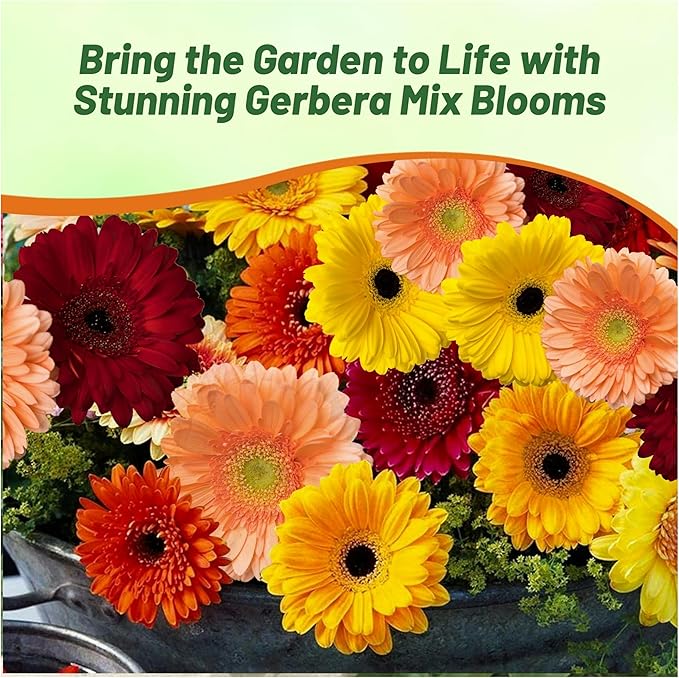 Outsidepride Autumn Colors Mix Gerbera Seeds - 10 Pcs Perennial, Compact & Low Maintenance, Flower Seeds for Planting w/Vibrant Mixed Blooms, Ideal for Garden Landscaping & Cut Flower Arrangements
