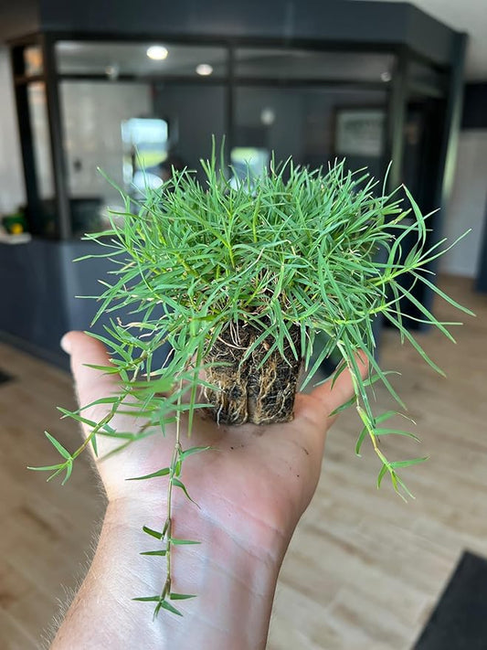 | Bermuda Grass Plugs - 200 Large Plugs, Fast Growing, Low Maintenance Green