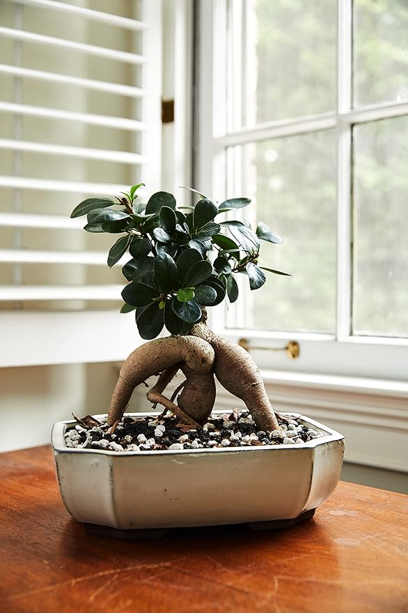 Bonsai Soil All Purpose Mix | Fast Draining Pre Blend (2 Quart Bag) Plant | Pumice, Lava, Calcined Clay and Pine Bark ● Potting Pre Mixed Bonsai Plant Soil Mixture By The Bonsai Supply