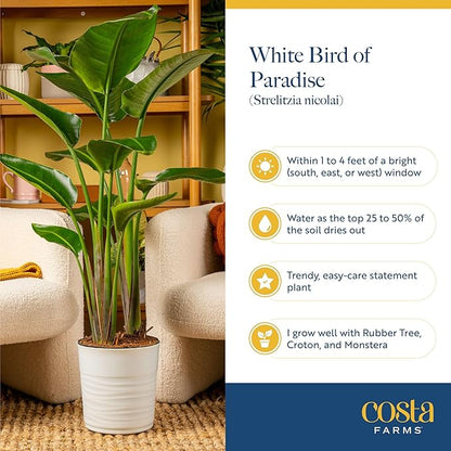 Costa Farms White Bird of Paradise Live Plant in Decorative Plant Pot, Large Indoor Houseplant, Perfect for Home, Room, or Office Decor, Great House Warming or Birthday Gift, 3-4 Feet Tall