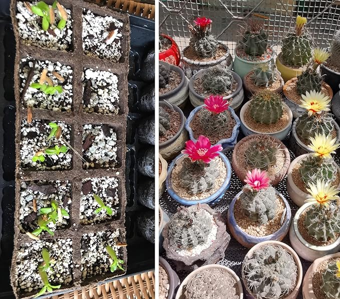 2 QT Professional Grade Horticultural Organic Perlite (2 QT, Perlite)