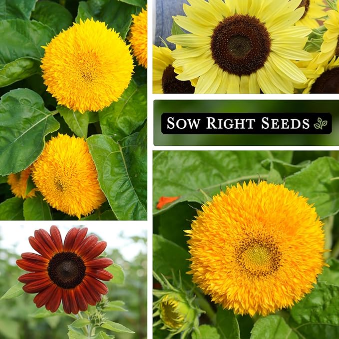 Sow Right Seeds - Sunflower Seed Collection for Planting - Includes 3 Varieties: Dwarf Sungold, Lemon Queen, and Velvet Queen - Non-GMO Heirloom Packet with Instructions - Giant and Miniature Blooms
