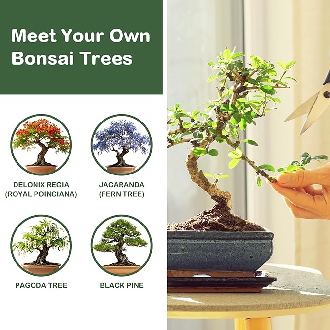 Bonsai Tree Kit, Complete Bonzai Tree Starter Kits with Tools, Unique Christmas Birthday DIY Gardening Gifts for Women Mom Men Grandkids, Crafts Hobby Kits, Grow Bonsai Tree Live Indoor
