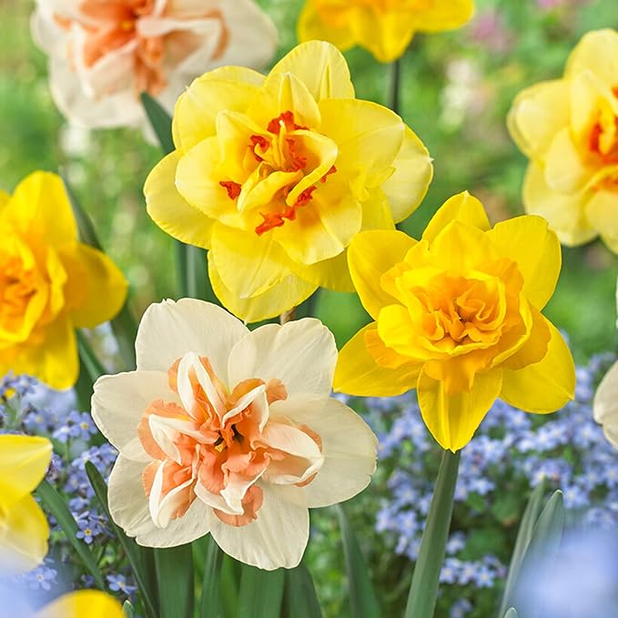 Garden State Bulb Double Mixed Daffodil Flower Bulbs, 14/16cm, Fall Planting (Bag of 50)