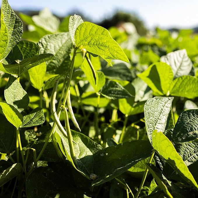 Banyan Botanicals Organic Green Bean Seeds – Provider Heirloom Green Bean Seeds – Early-Producing, Tender, and Crisp – 100 Count – Open Pollinated Non-GMO Easy to Grow