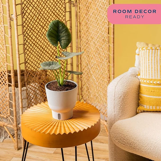 Costa Farms Alocasia Reginae Live Plant, Exotic Elephant Ear Indoor Houseplant | 12-Inches Tall | Trending Tropicals Collection | Self-Watering Pot | Easy Grow Plant for Home, Room Decor