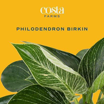 Costa Farms Live Indoor Philodendron Birkin Plant, Live Houseplant in Decor Planter, Trending Tropicals Collection, Great Mother's Day Gift, Tropical Décor, 12-Inches Tall