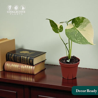 CoollectivePlants Monstera Thai Constellation – Rare Thai Constellation Monstera Live Plant in 4″ Grower’s Pot, Live Indoor House Plants, Low Maintenance Houseplant