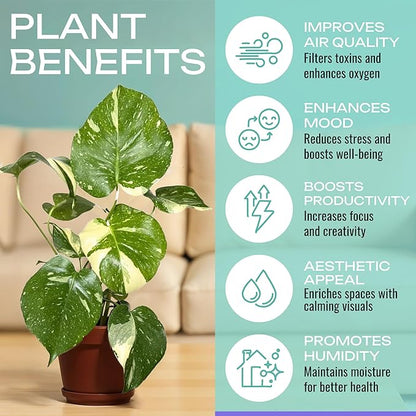 CoollectivePlants Monstera Thai Constellation – Rare Monstera Live Plant in 4″ Grower’s Pot, Low Maintenance Indoor Houseplant, Includes UniHeat Pack for Winter Protection