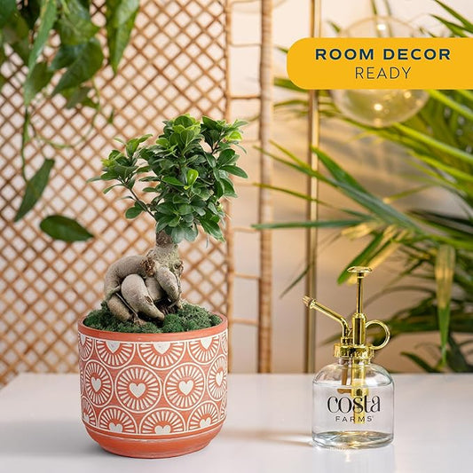 Costa Farms Bonsai Miniature Tree Live Plant in Decorative Pot, Indoor Houseplant, Perfect for Home, Room, or Office Decor, Great House Warming or Birthday Gift, 12-15 Inches Tall