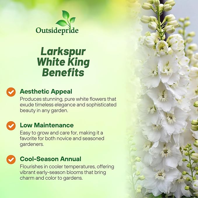 Outsidepride Delphinium White Larkspur Seeds for Planting Outdoors - 2000 Pcs Annual, Self-Seeding, Heat & Drought Tolerant Wildflower Seed, Colorful Blooms for Flower Arrangement & Pollinator Garden