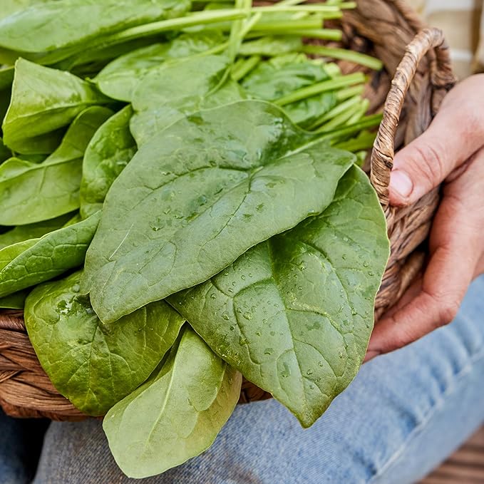 Burpee Space Hybrid Spinach Seeds - High-Yield, Disease-Resistant Variety