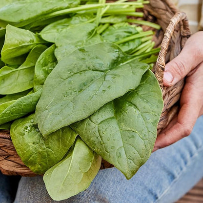Burpee Space Hybrid Spinach Seeds - High-Yield, Disease-Resistant Variety