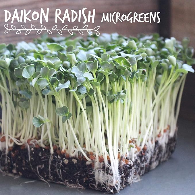 Handy Pantry Organic Radish Sprouting Seeds 4.5 Lb Non-GMO Daikon Radish Seed | Bulk Radish Seeds for Planting, Sprouting, Microgreens