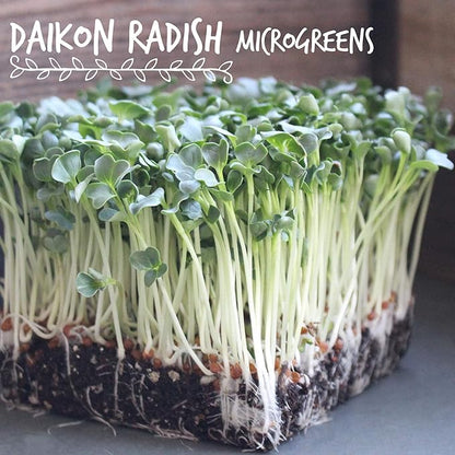 Handy Pantry Organic Radish Sprouting Seeds 4.5 Lb Non-GMO Daikon Radish Seed | Bulk Radish Seeds for Planting, Sprouting, Microgreens