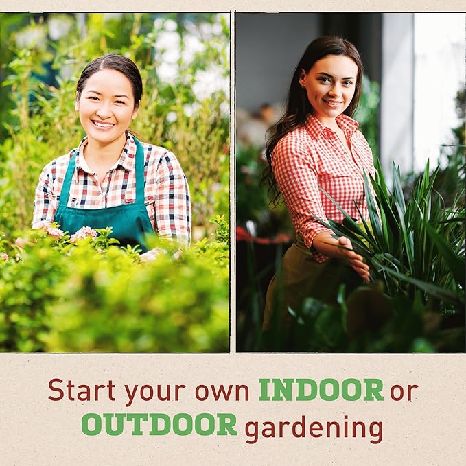 Garden Trends - Ornamental Corn Seeds - Bloody Butcher Variety - Non-GMO Vegetable for Outdoor Planting Home Garden - Blood Red Kernel Color - 100 Seeds