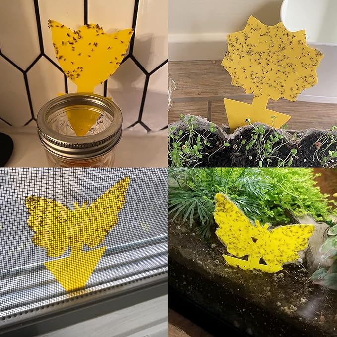 60 Pack Fruit Fly Trap for Indoors, Gnat Traps for House Indoor Gnat Killer, House Plant Gnats Bugs Sticky Killer Fruit Fly Traps for Indoor